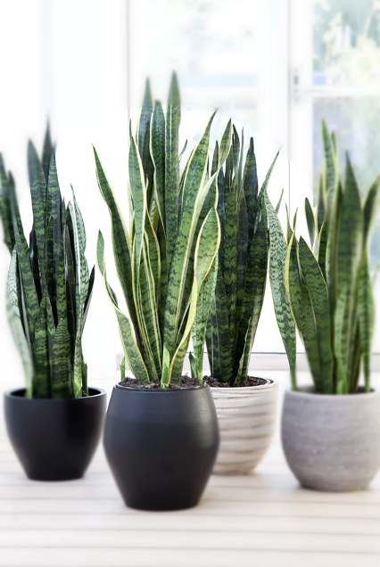 plantorma dk